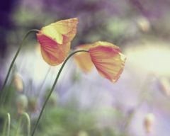 Tapeta Nature Flowers 568.jpg